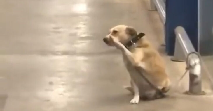 Viral en Twitter | Un perrito saluda a las personas que salen del supermercado