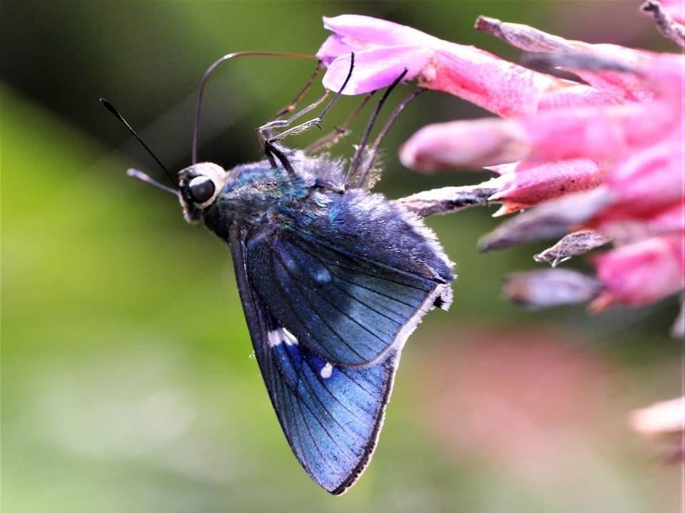 El Soberbio ms de mil mariposas de la Selva Misionera ya fueron registradas en el paraso de la reserva privada Tekorend