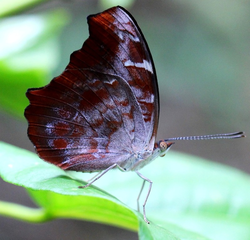 El Soberbio ms de mil mariposas de la Selva Misionera ya fueron registradas en el paraso de la reserva privada Tekorend