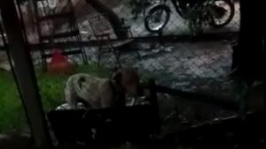 policía de Corpus ató a sus dos perros bajo la lluvia