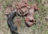 perros muertos atados a una piedra en Garupá