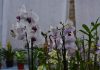 expo de orquídeas