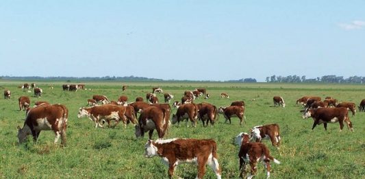 Misiones remató más de 300 cabezas de ganado