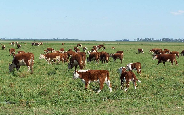vacas-1 Misiones remató más de 300 cabezas de ganado