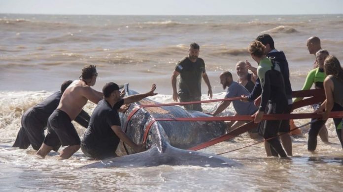 ballena de 4 toneladas encallada en una playa
