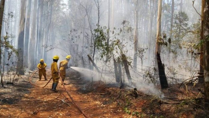 peligrosidad de incendios en Misiones
