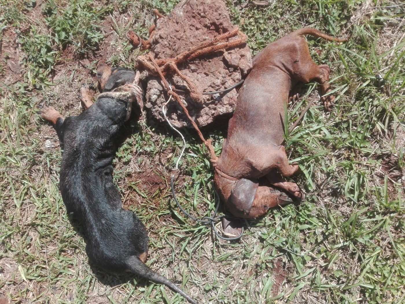 perros asesinados atados en una piedra