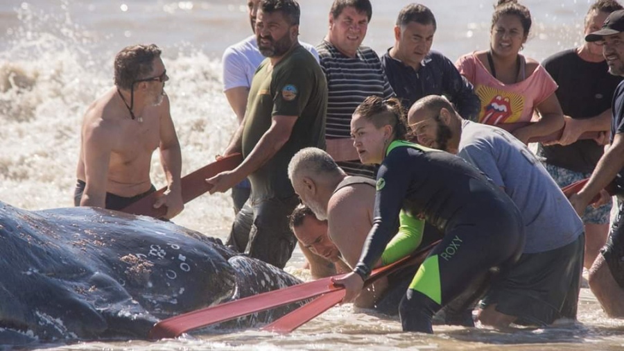 ballena de 4 toneladas encallada en una playa