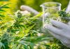 Misio Pharma avanza en la producción de aceite de cannabis y acuerda ensayos con un laboratorio de Suiza
