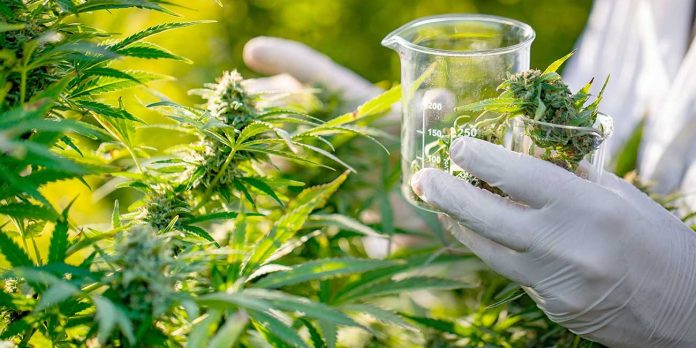 Misio Pharma avanza en la producción de aceite de cannabis y acuerda ensayos con un laboratorio de Suiza