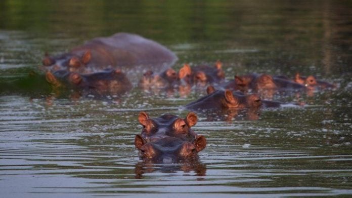 hipopótamos de Pablo Escobar