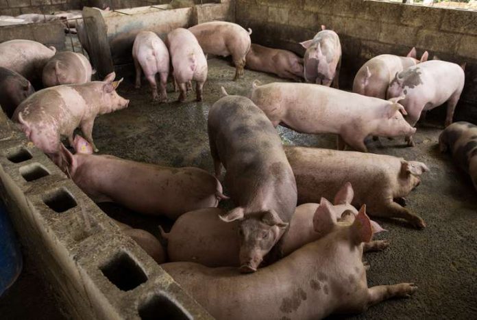 alerta por la peste porcina