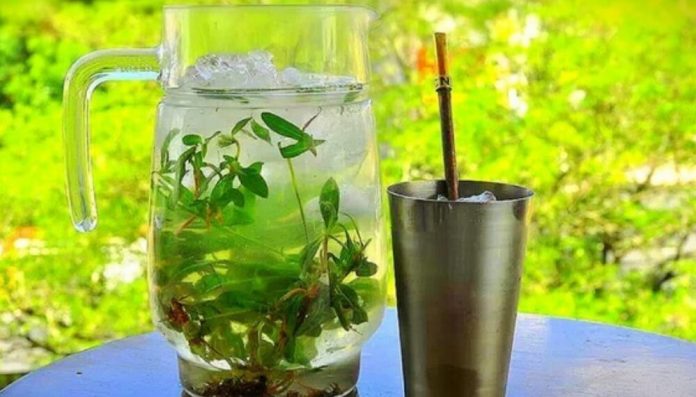 cuál es el tereré más rico golpe de calor Día Internacional del Tereré sobrehidratación