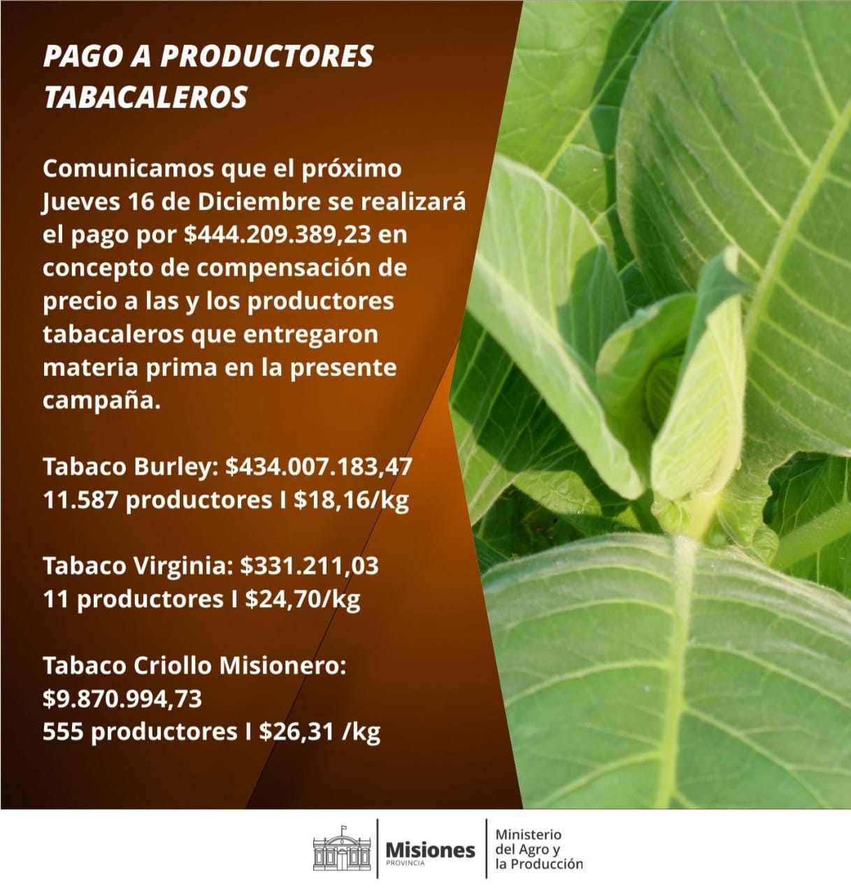 productores tabacaleros