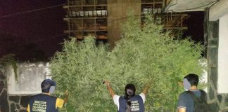 Narcomenudeo en Posadas| Allanaron una vivienda, Incautaron droga y detuvieron a dos hermanos