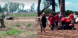 caballo murio en una carrera