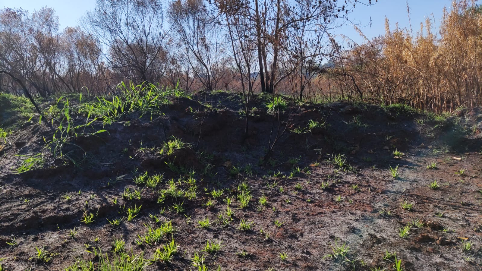 Incendio en la reserva El Zaimán