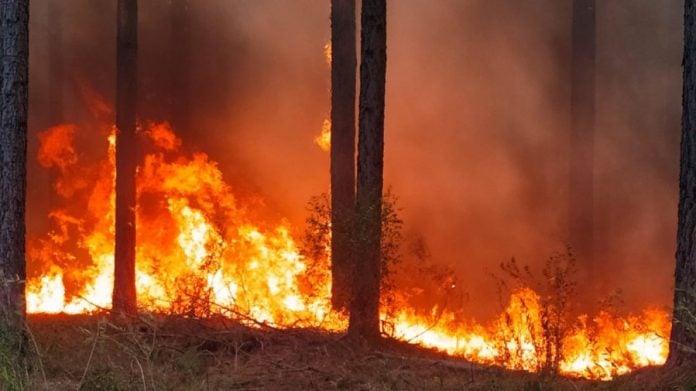 Entre Ríos| Incendio forestal cerca del Parque Nacional El Palmar arrasa más de 1.200 hectáreas