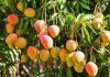 árboles de mango en Posadas