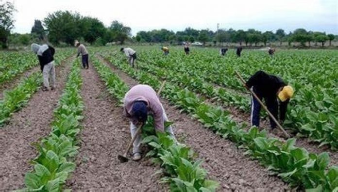 tabacaleros pago para productores tabacaleros