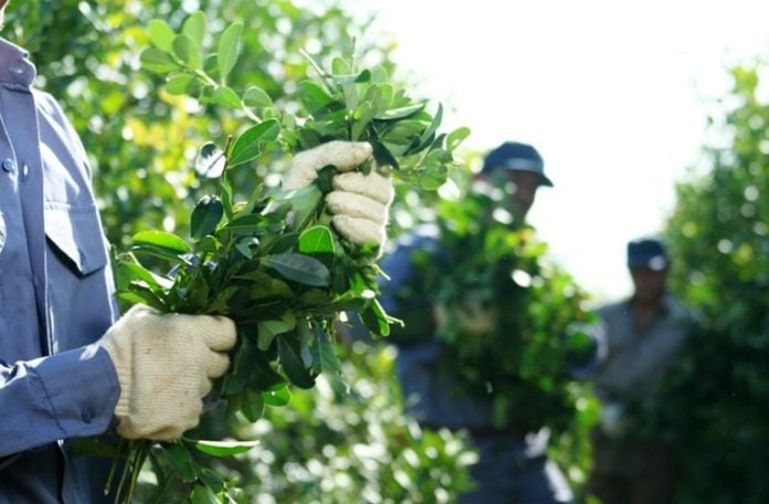 yerba resolución que limita las nuevas plantaciones de yerba mate