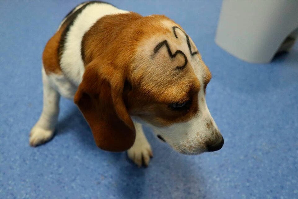 Más de 30 cachorros de beagle serán sacrificados en un experimento científico 