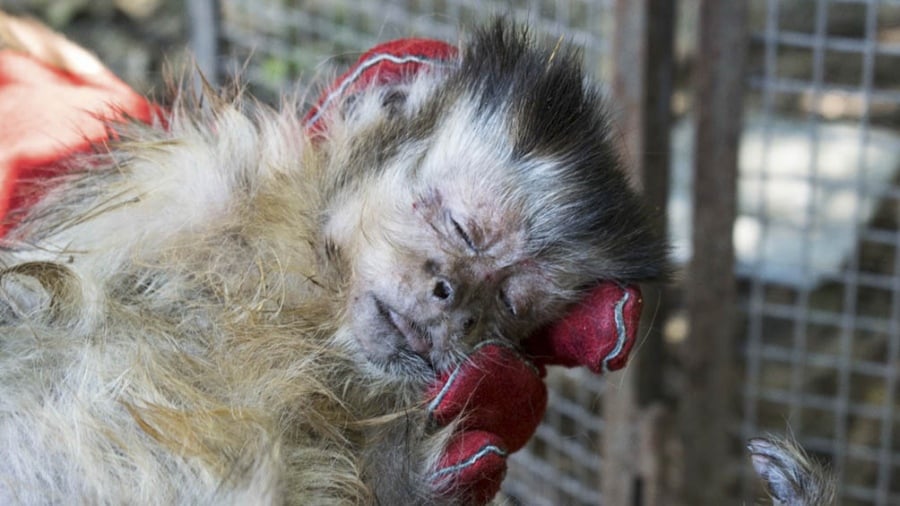 Tenencia ilegal y maltrato animal: rescataron a dos monos de un hogar de Temperley