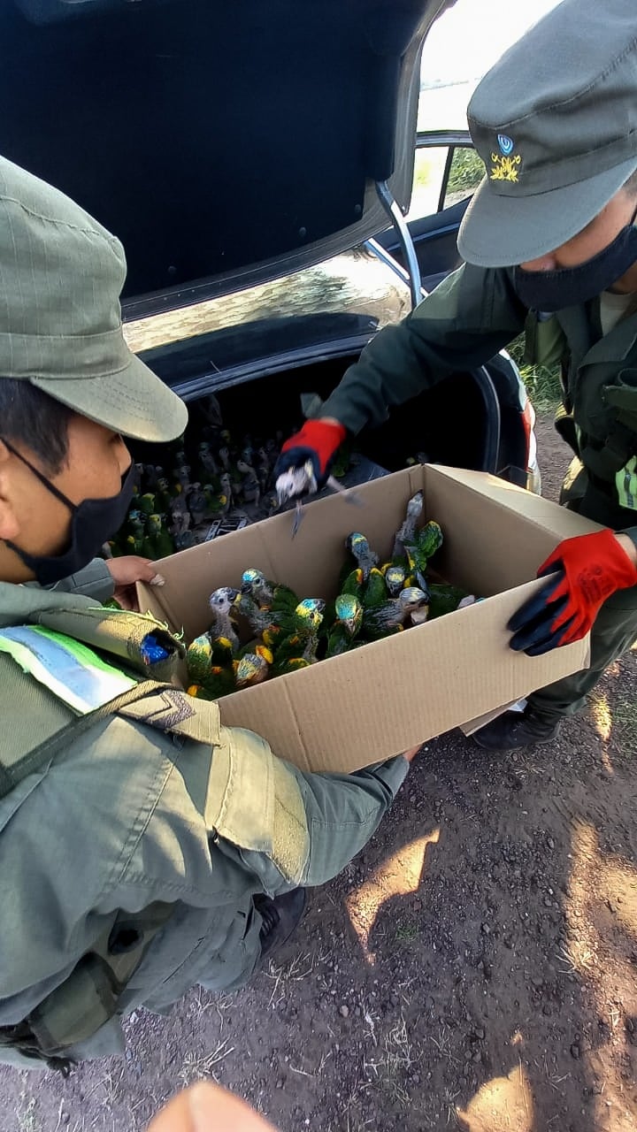 Maltrato animal: Gendarmería Nacional rescató 100 loros que eran transportados en el baúl de un auto