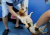 Más de 30 cachorros de beagle serán sacrificados en un experimento científico