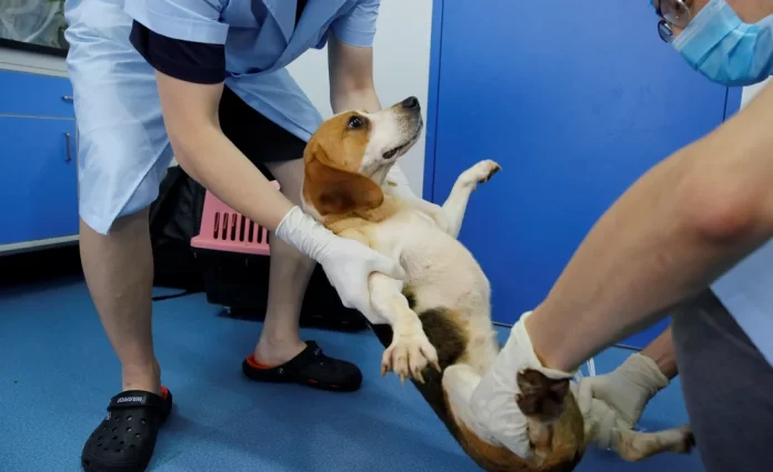 Más de 30 cachorros de beagle serán sacrificados en un experimento científico