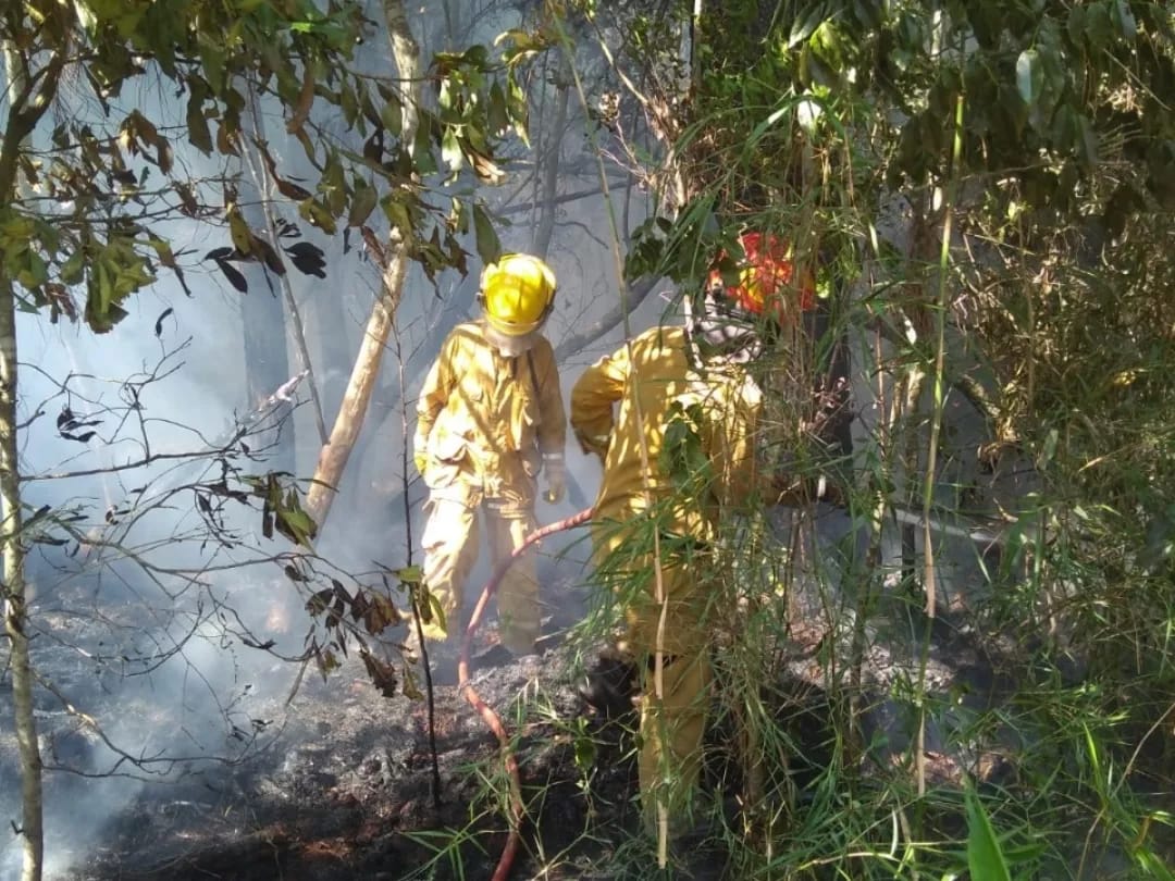 Sofocaron un incendio en un pinar