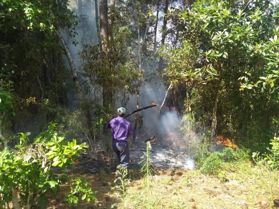 Sofocaron un incendio en un pinar