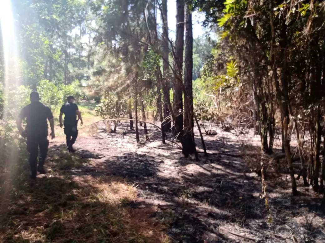 Sofocaron un incendio en un pinar