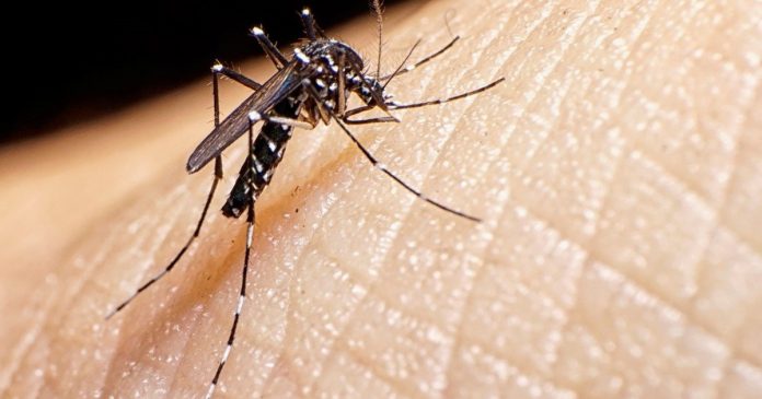 dengue en Posadas