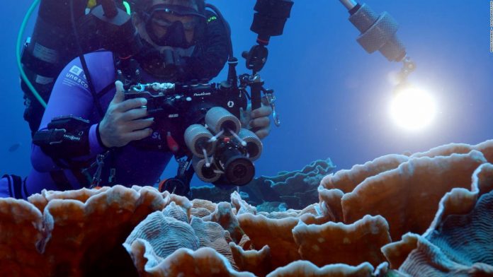 arrecife de coral gigante
