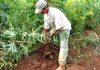 Asistencia por Emergencia Agropecuaria en Misiones