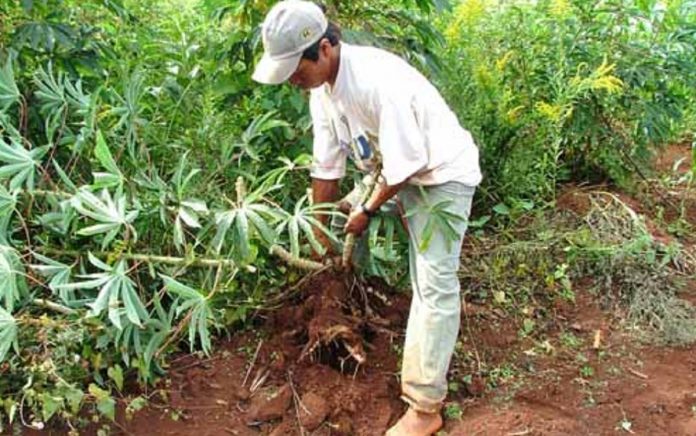 Asistencia por Emergencia Agropecuaria en Misiones