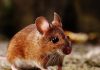 Hong Kong| Sacrificará a 2 mil roedores importados de Europa por temor a un brote de coronavirus