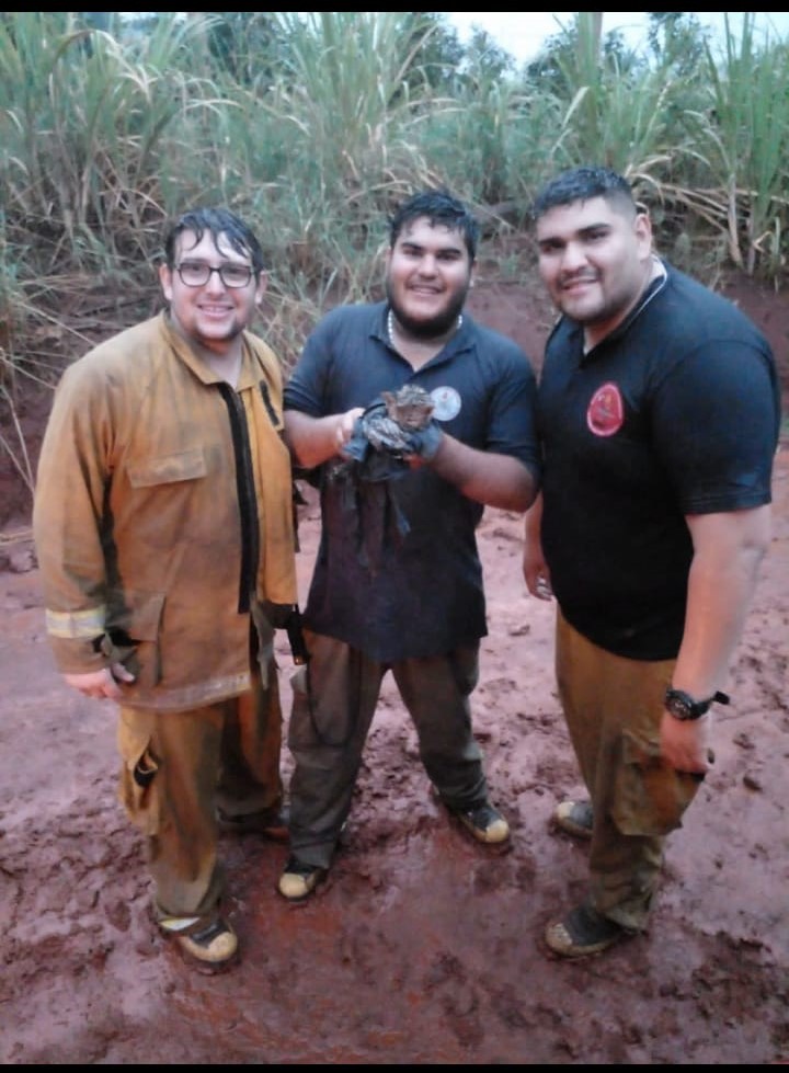 cachorro tirica que fue rescatado de los incendios en Salto Encantado 