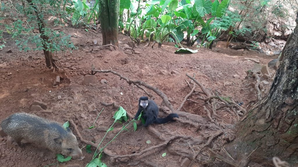 Zoo Bal Park