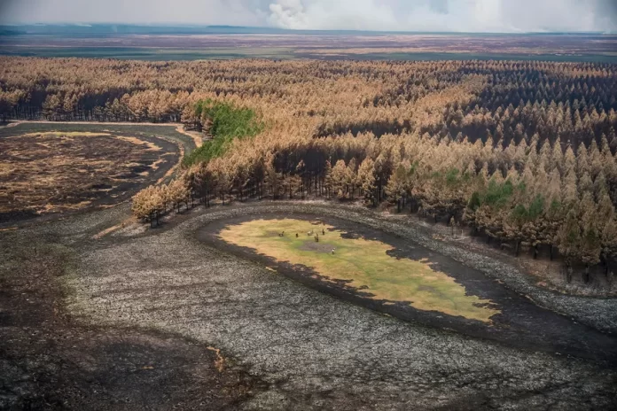 Se quemó el 40% del Parque Nacional Iberá: “El impacto sobre los animales es incalculable”, advierten desde la Fundación Rewilding
