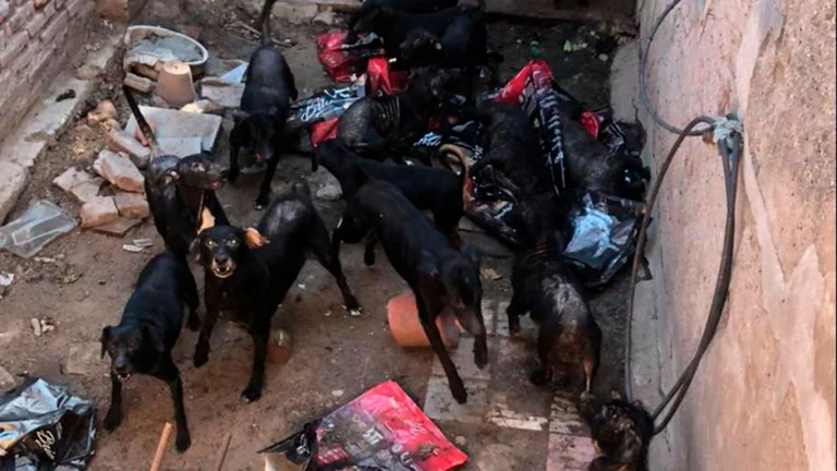 Tiene más de 30 perros, no los puede alimentar y teme que la devoren: “Se comen entre ellos”