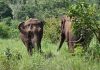 Santuario de Elefantes Brasil