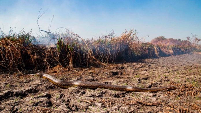 ibera incendios en los Esteros del Iberá