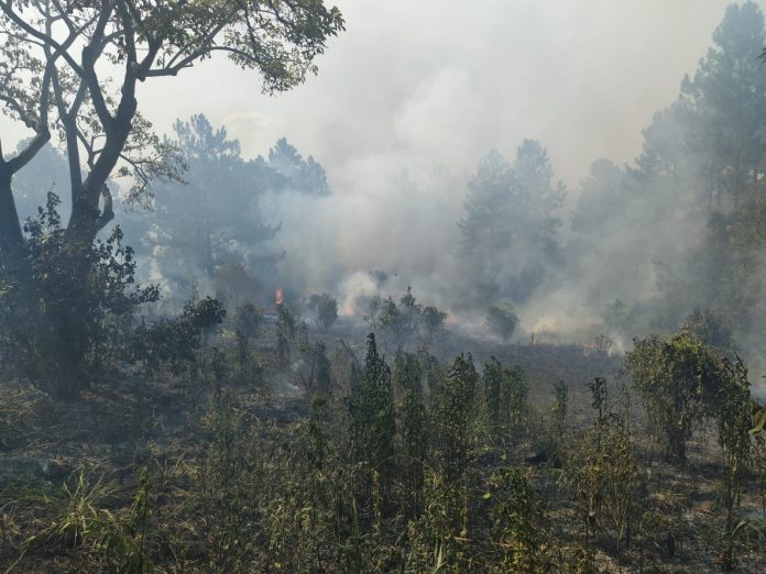 Sequía e incendios forestales en Misiones