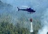Incendios en Misiones| Advierten que se requiere decenas de años para recuperar la selva arrasada por el fuego