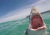 nadador fue devorado por un tiburón