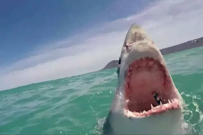 nadador fue devorado por un tiburón