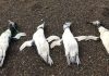 pingüinos muertos con marcas de ahorcamiento