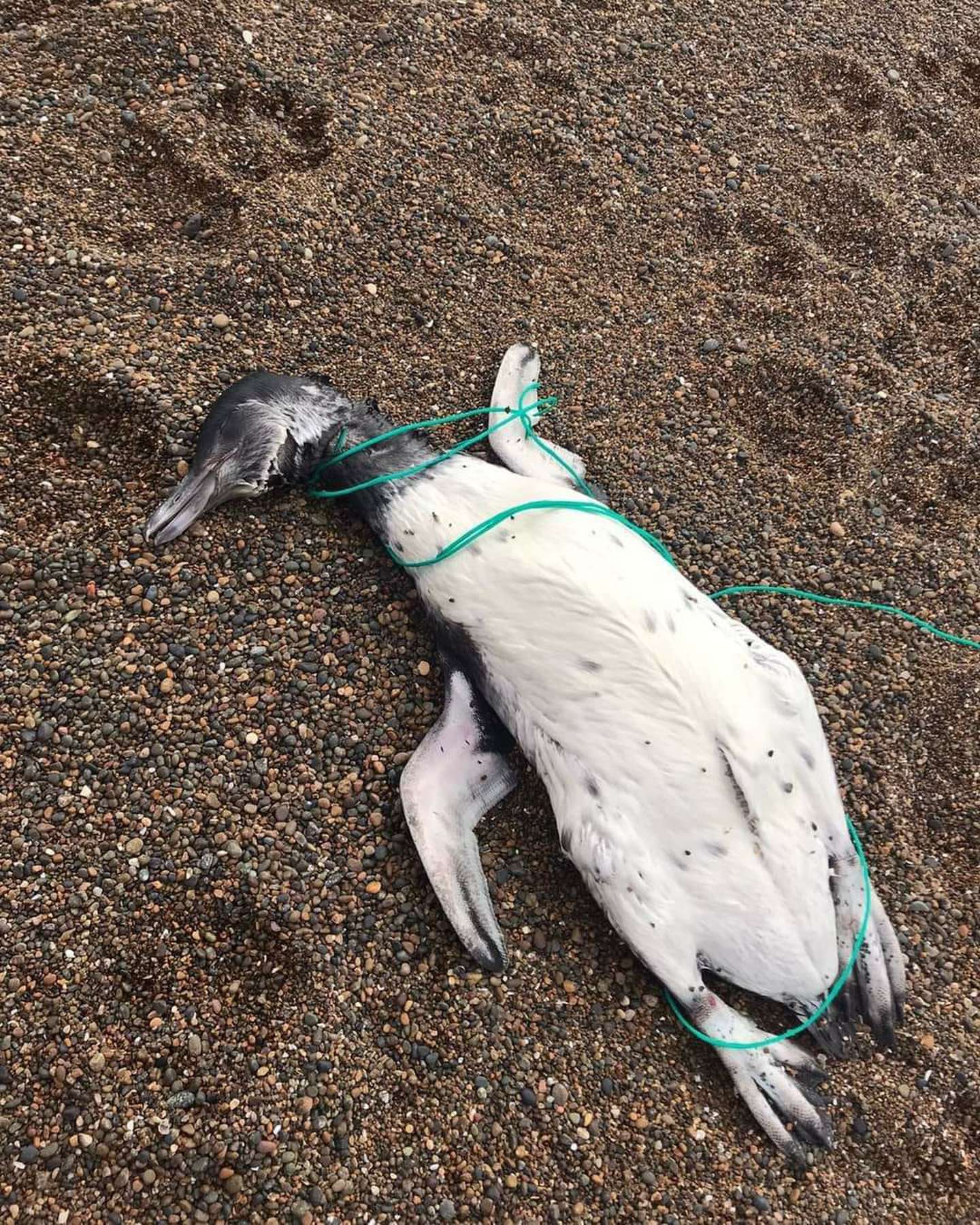 pingüinos muertos con marcas de ahorcamiento